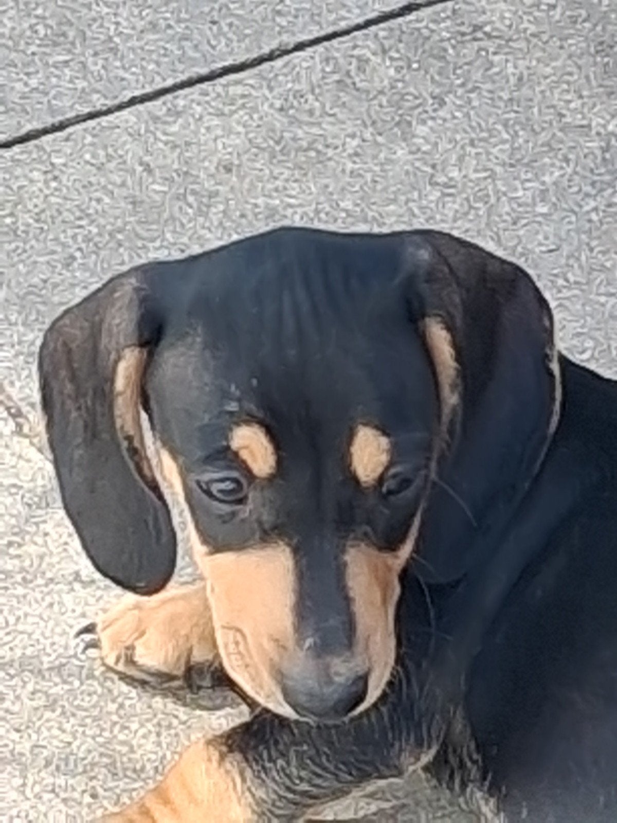te koop BORIS dwergteckel reu korthaar., Parvo, Reu, 8 tot 15 weken, Korthaar