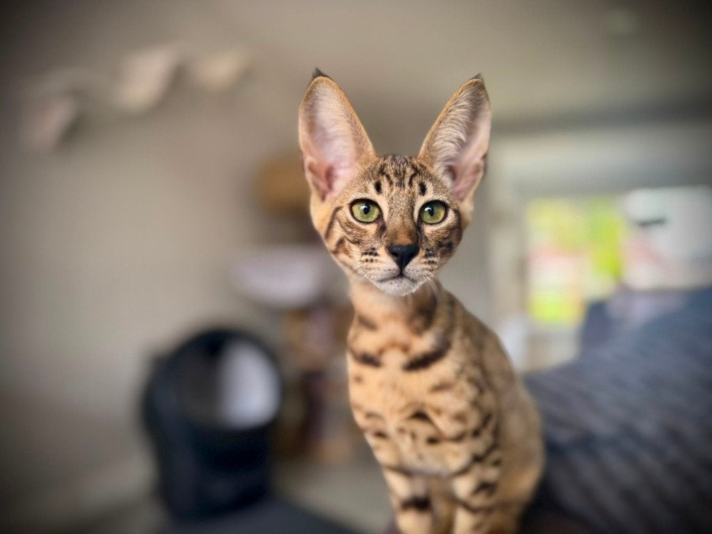 Raszuivere prachtige Savannah SBT kittens beschikbaar, Meerdere dieren, Met stamboom, 0 tot 2 jaar