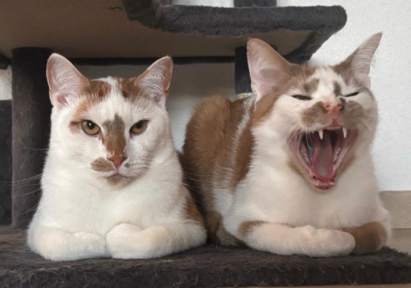 Kattenoppas aan huis regio Amersfoort, Diensten en Vakmensen, Particuliere oppas