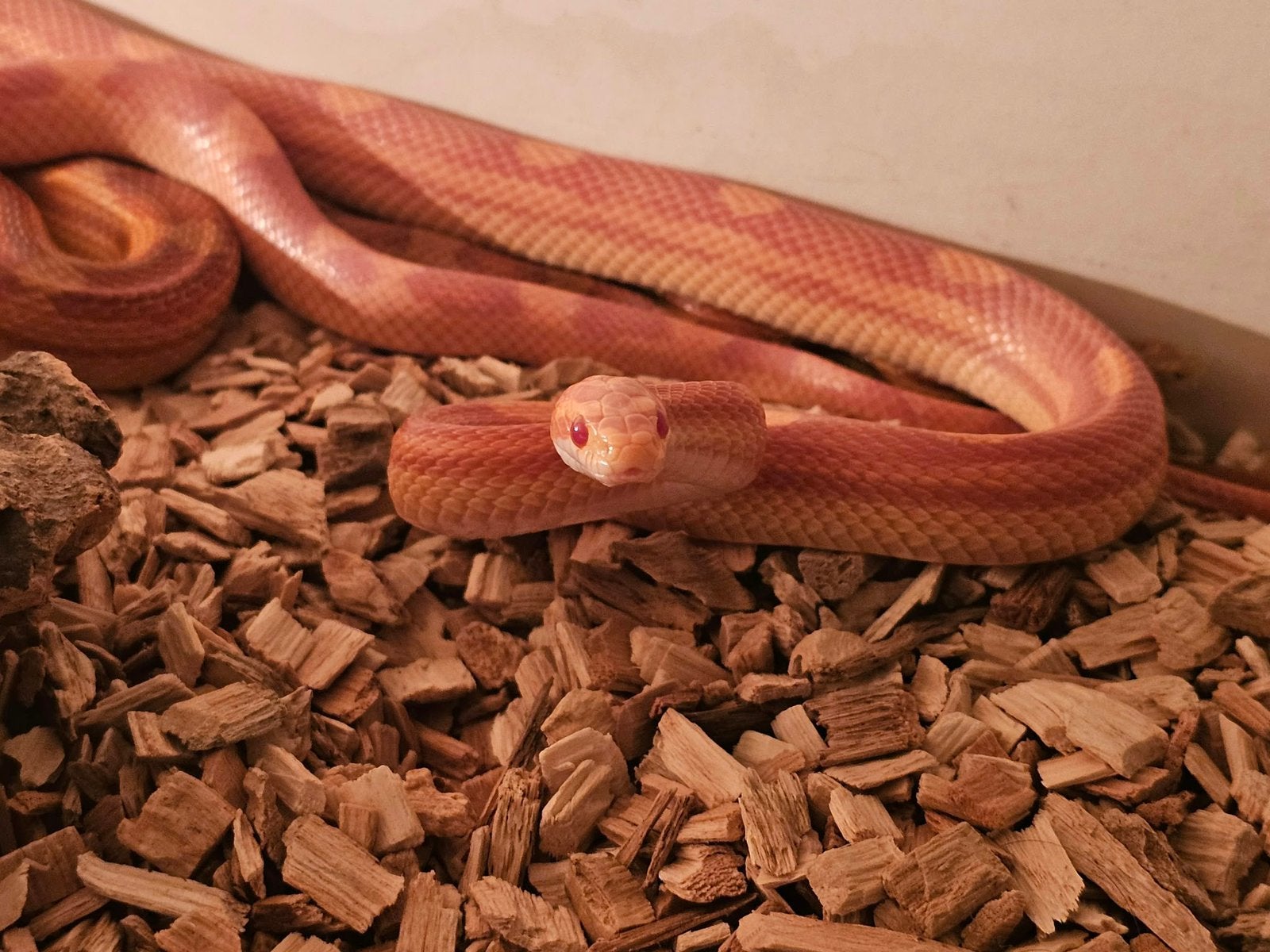2 jonge rattenslangen met terrarium Rat Snake photo 2