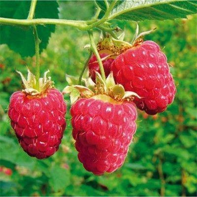 Zomer Framboos, Tuin en Terras, Planten | Tuinplanten, Ophalen, Volle zon, Vaste plant, Fruitplanten