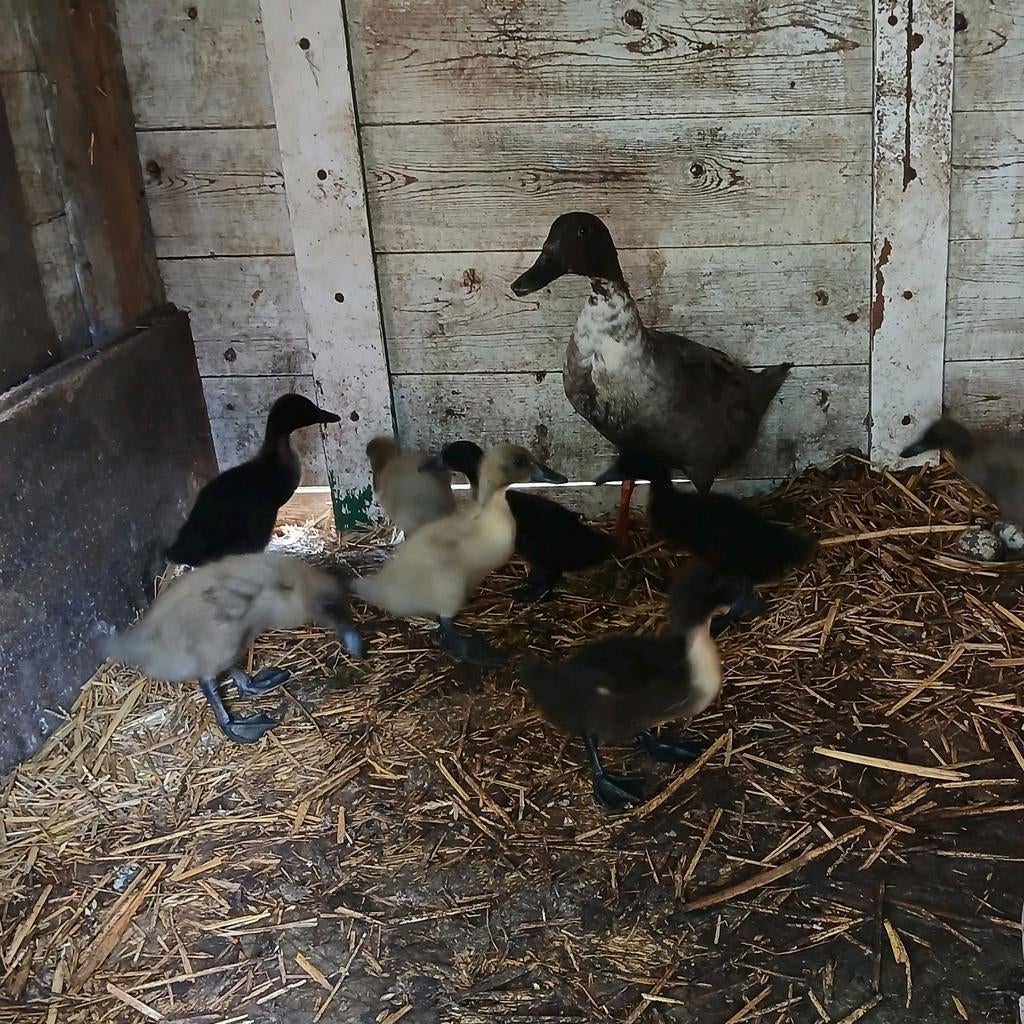 8 Jonge Indische loopeenden , pulletjes, Dieren en Toebehoren, Pluimvee, Meerdere dieren, Eend