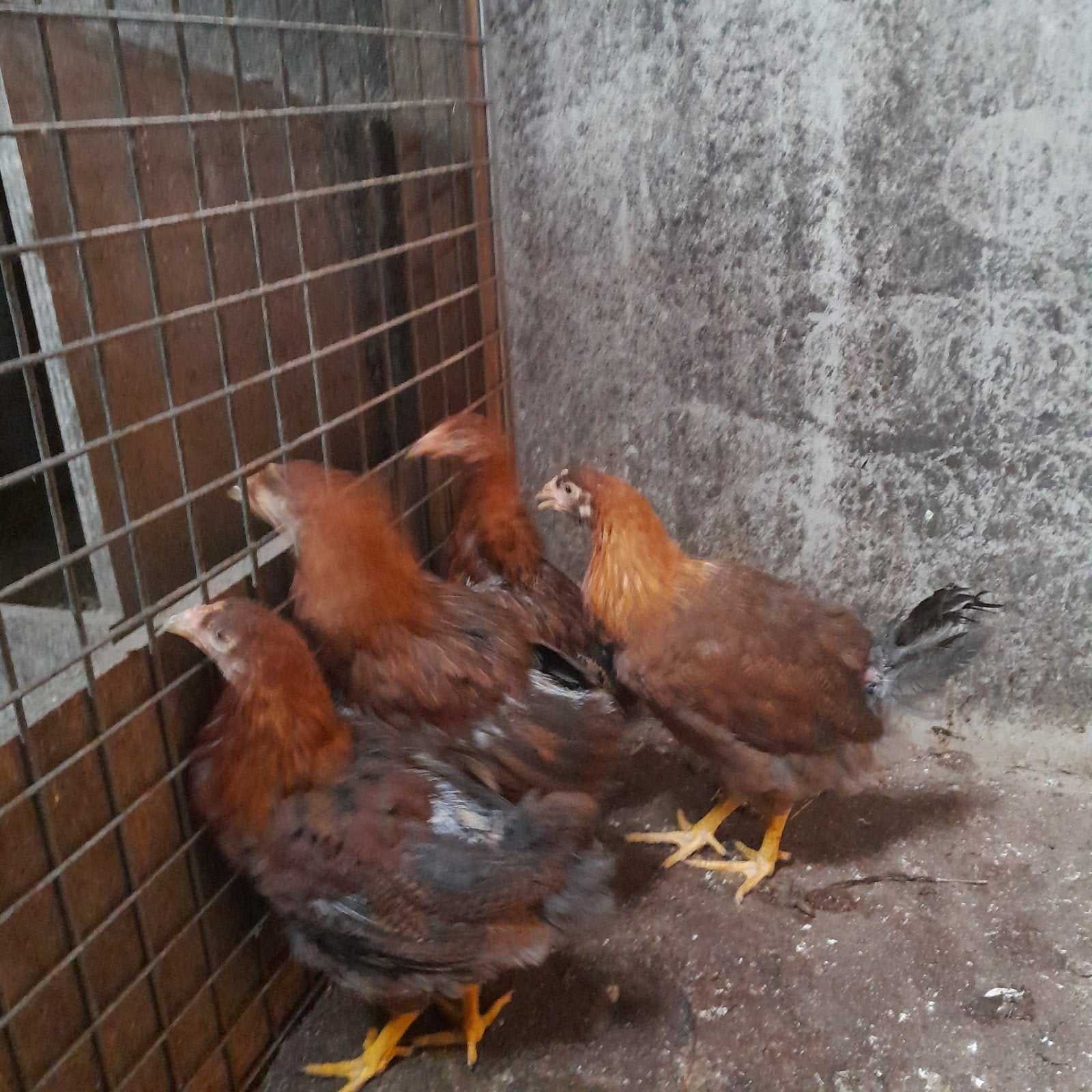 pluimvee, Dieren en Toebehoren, Vrouwelijk, Kip