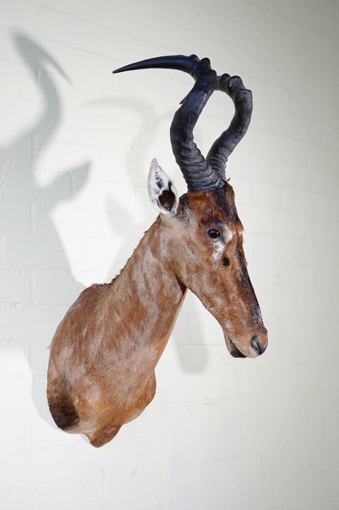 hartebeest opgezette taxidermy, Ophalen, Zo goed als nieuw, Hert, Gewei of Kop
