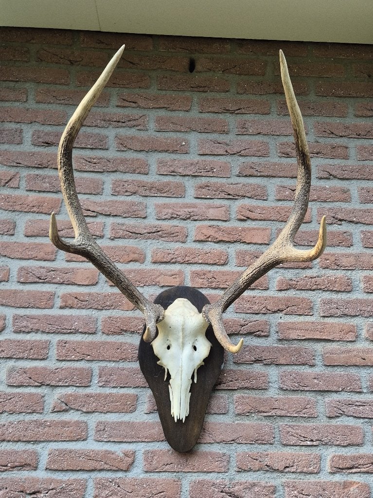 Prachtig Zwaar Edelhert Gewei Jacht Hut Veluwe Mancave g3, Verzamelen, Dierenverzamelingen, Ophalen, Gebruikt, Hert, Gewei of Kop