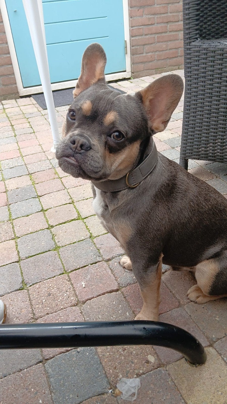 dekreu buddyMet trots stel ik onze mooie Franse Bulldog-reu, Reu, 1 tot 2 jaar, Eén hond, Nederland