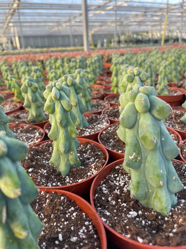 Boobiecactus Myrtillocactus geometrizans Fukurokuryuzinbo, Ophalen of Verzenden, Minder dan 100 cm, Bloeiende kamerplant, Volle zon