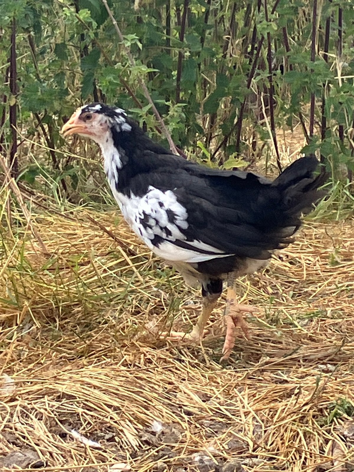 Bonte leghorn kuikens, Dieren en Toebehoren, Pluimvee, Meerdere dieren, Kip