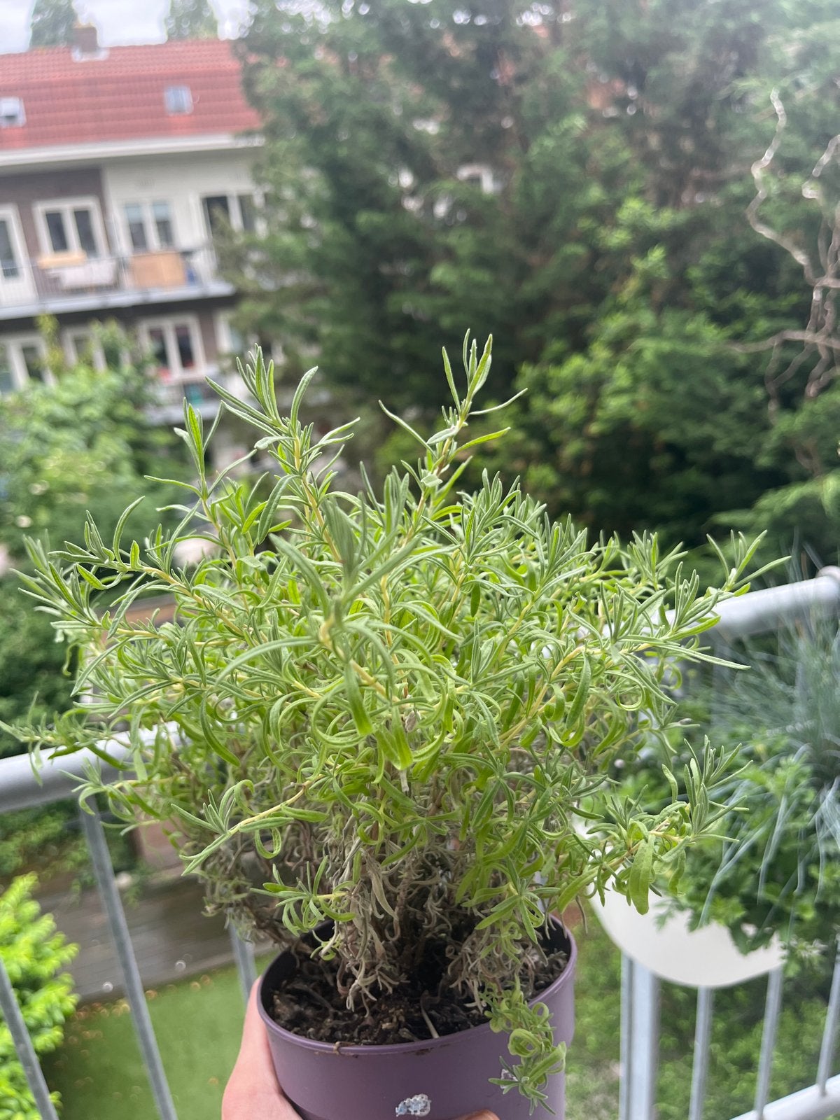 Lavendel plant - Meerjarig en geurend, Ophalen, Volle zon, Vaste plant, Kruiden