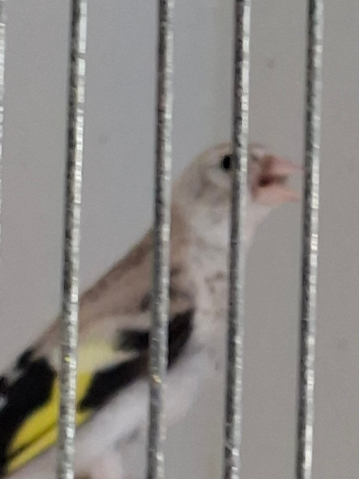 putters agaat poppen, Vrouwelijk, Wildzangvogel, Geringd