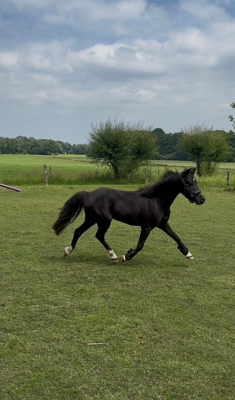 Mini paardje JR Oreo, Dieren en Toebehoren, Ruin, A pony (tot 1.17m), Met stamboom, 3 tot 6 jaar