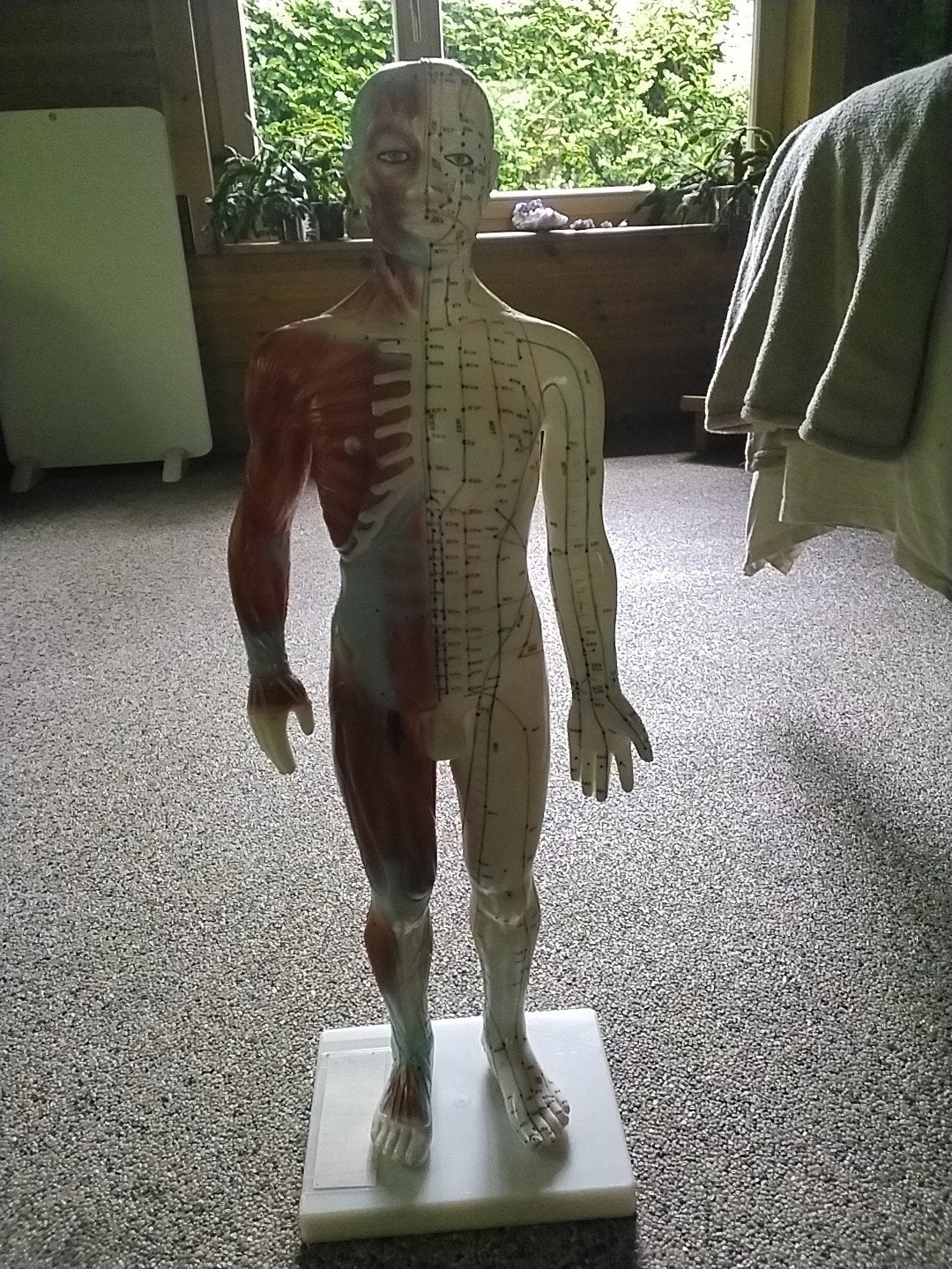 60 cm Acupunctuur Beeld - Anatomisch Model, Ophalen of Verzenden, Nieuw