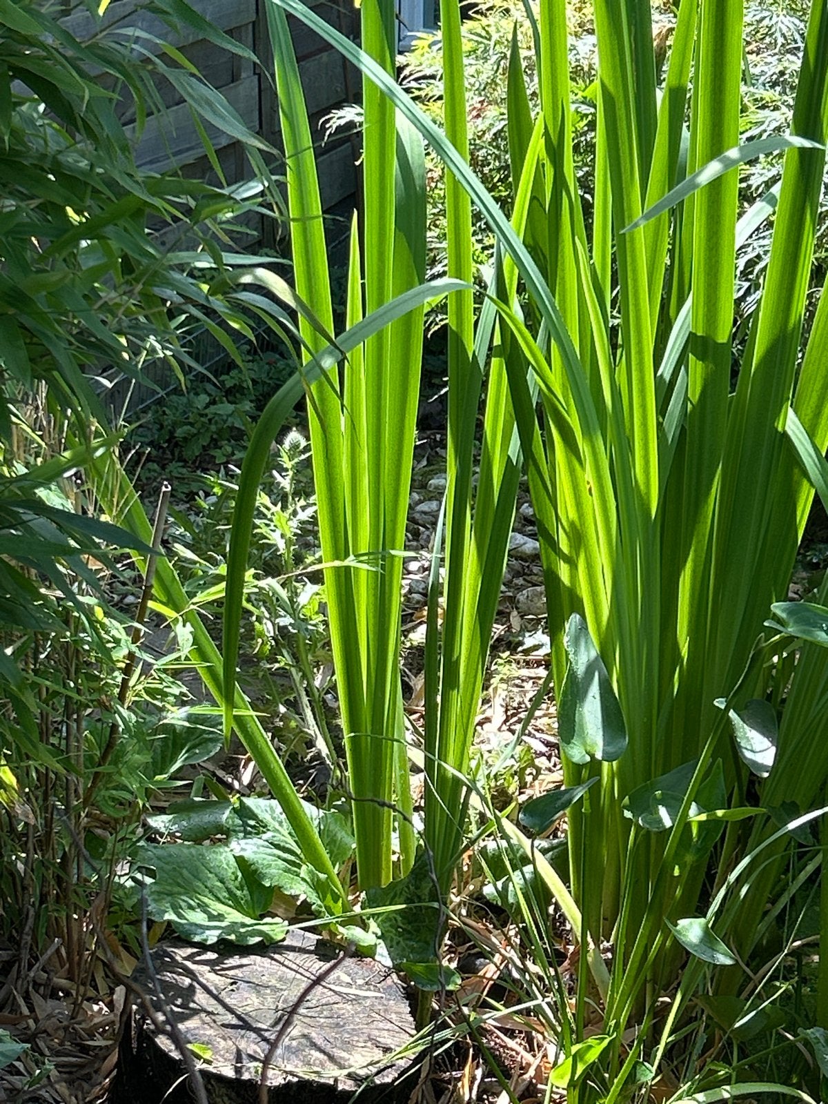 Gele lis - Vijver- en oeverplant voor een natuurlijke tuin, Ophalen, Volle zon, Vaste plant, Zomer