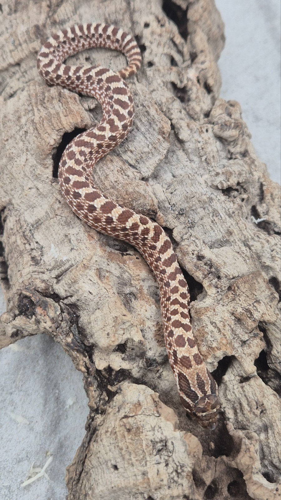 Ex red het albino haakneusslang Hognose Snake photo 3
