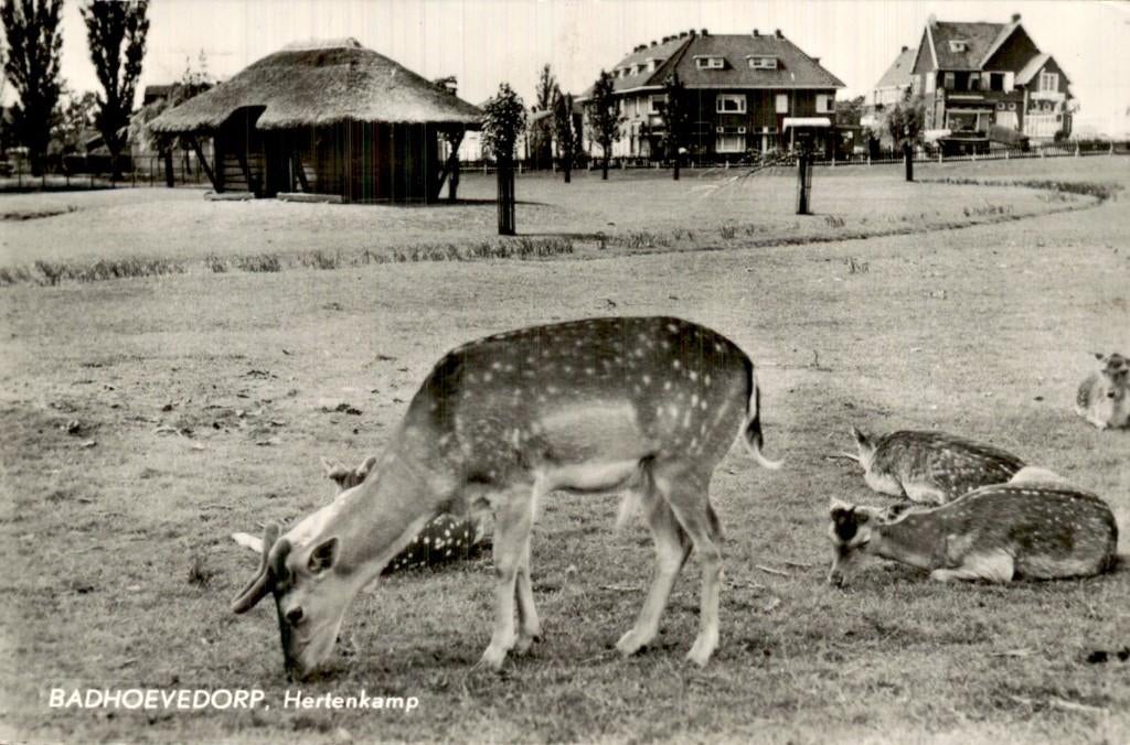 Badhoevedorp - Hertenkamp - Herten, Verzamelen, Ansichtkaarten | Nederland, Ophalen of Verzenden, 1940 tot 1960, Gelopen, Noord-Holland