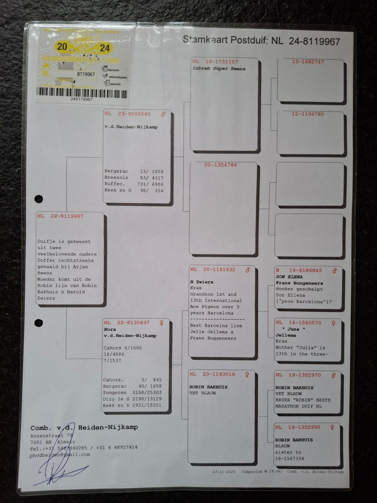 te koop marathon postduiven, Dieren en Toebehoren, Vogels | Duiven, Meerdere dieren, Postduif