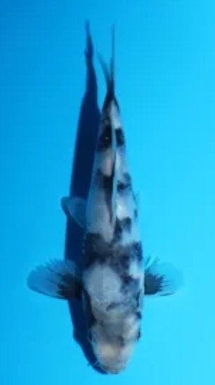 shiro utsuri, Dieren en Toebehoren, Karper of Koi