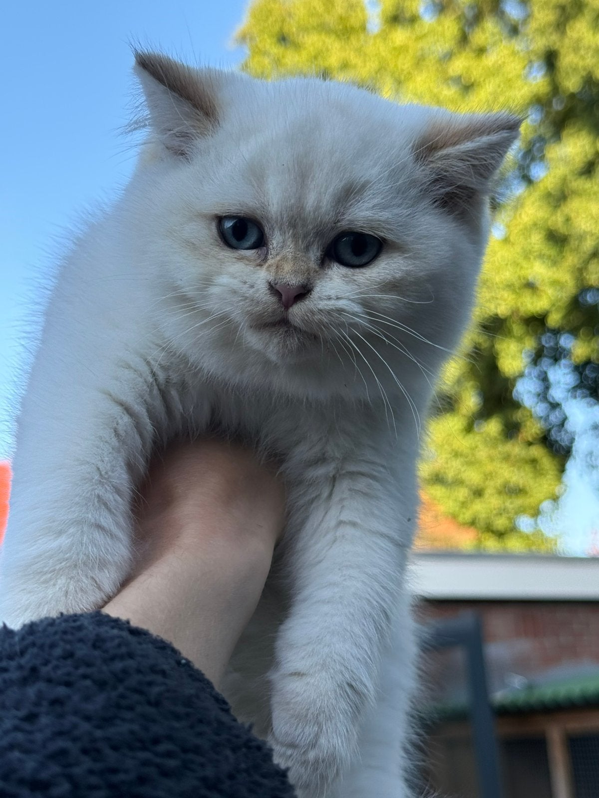 Britse korthaar kittens, Dieren en Toebehoren, Meerdere dieren, Ontwormd