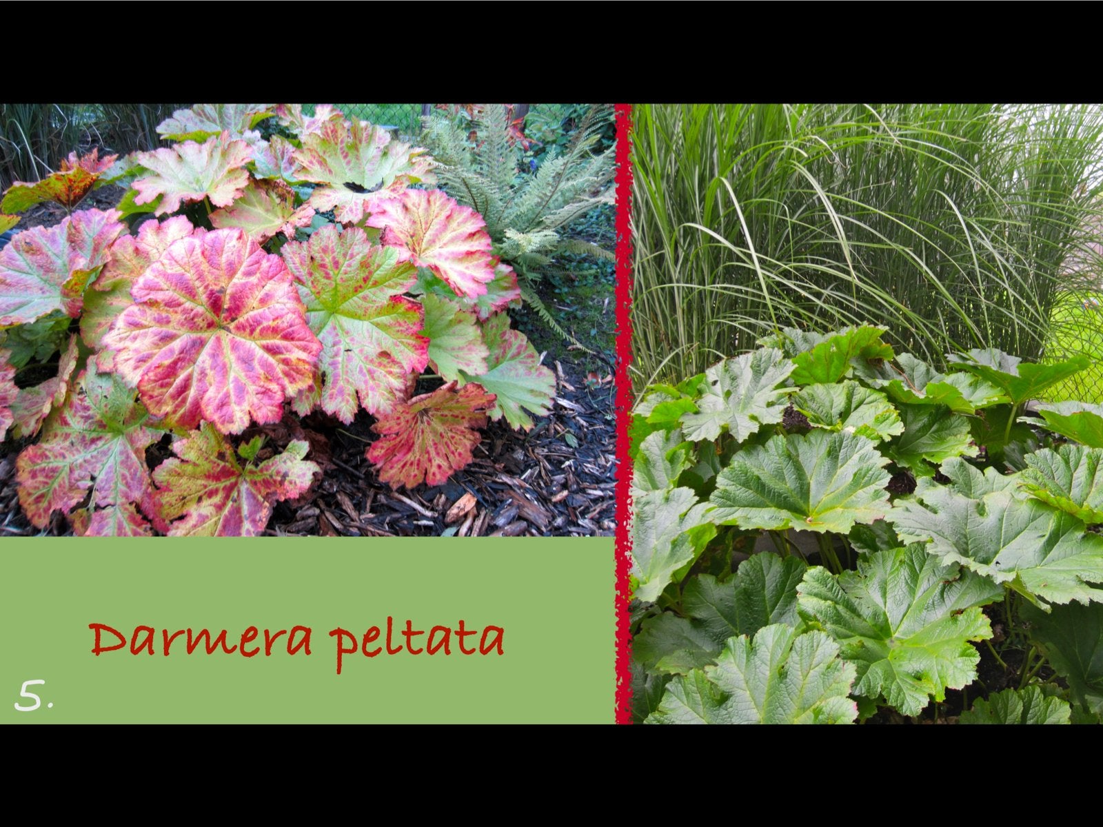 Biologisch geteelde Darmera peltata - Reuzenblad, Vaste plant, Halfschaduw, Lente, Ophalen