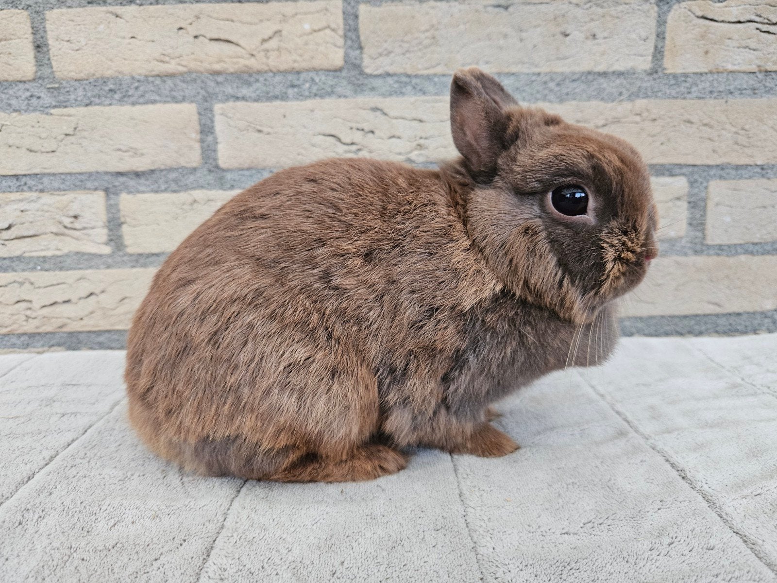 Kleurdwerg voedster bruin, Dieren en Toebehoren, Konijnen