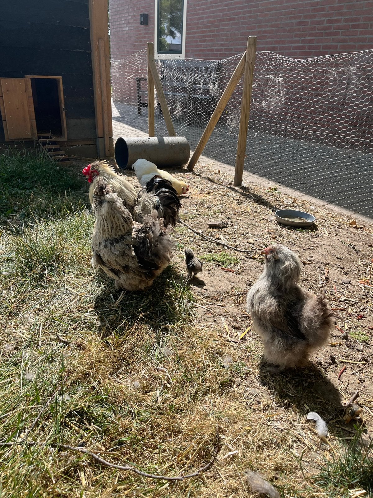 Kippen te koop, Meerdere dieren, Kip