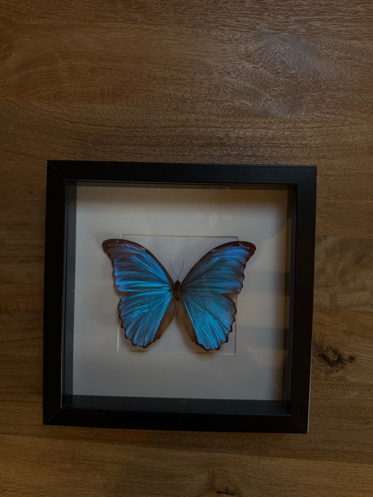 Ingelijste blauwe Morpho didius vlinder - 28x28cm, Ophalen, Gebruikt, Insect, Opgezet dier