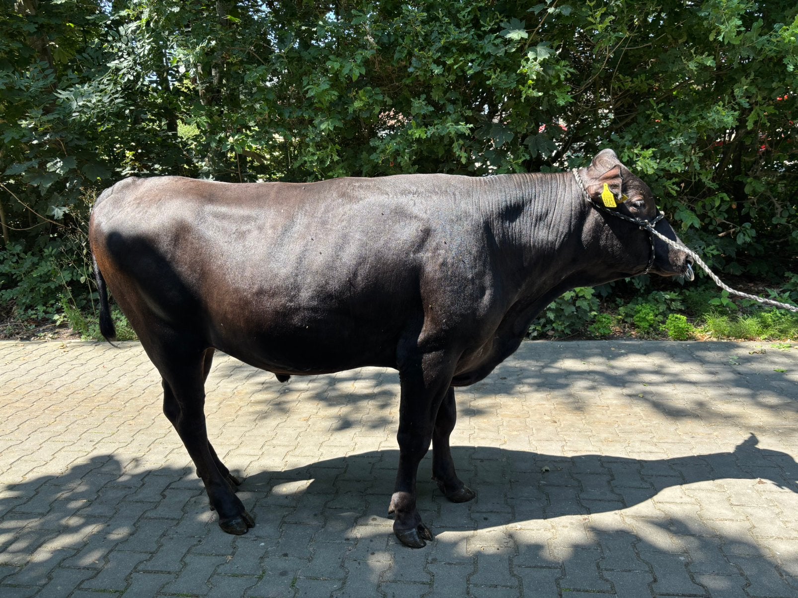 Zuivere Wagyu dekstier HOORNLOOS!!, Mannelijk, 0 tot 2 jaar