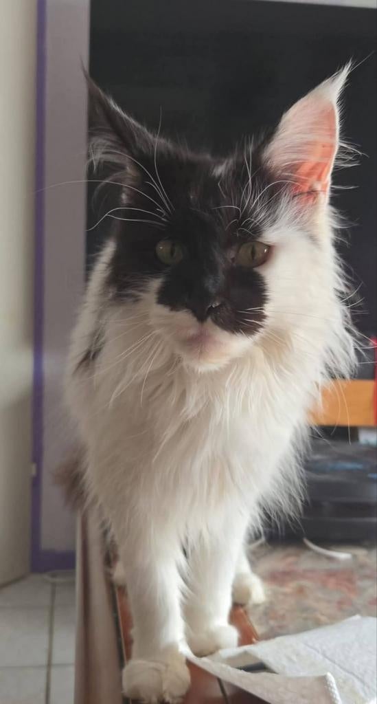 Maine coon poes met stamboom, Poes, Met stamboom, 3 tot 5 jaar