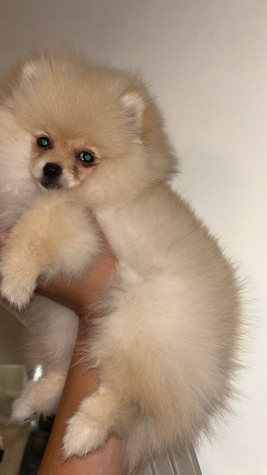 Bearface mini pomeranian 16 weken oud, Keeshond, 8 tot 15 weken, Parvo, Meerdere