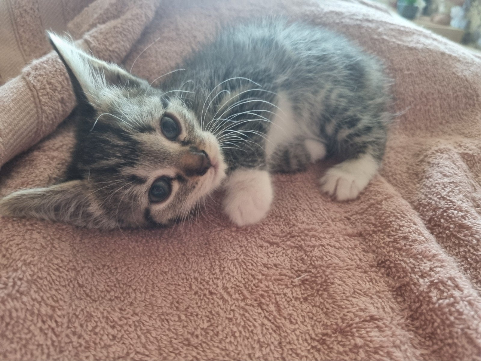 Lieve kittens te koop, Dieren en Toebehoren, Katten en Kittens | Overige Katten, Poes, Kortharig, 0 tot 2 jaar