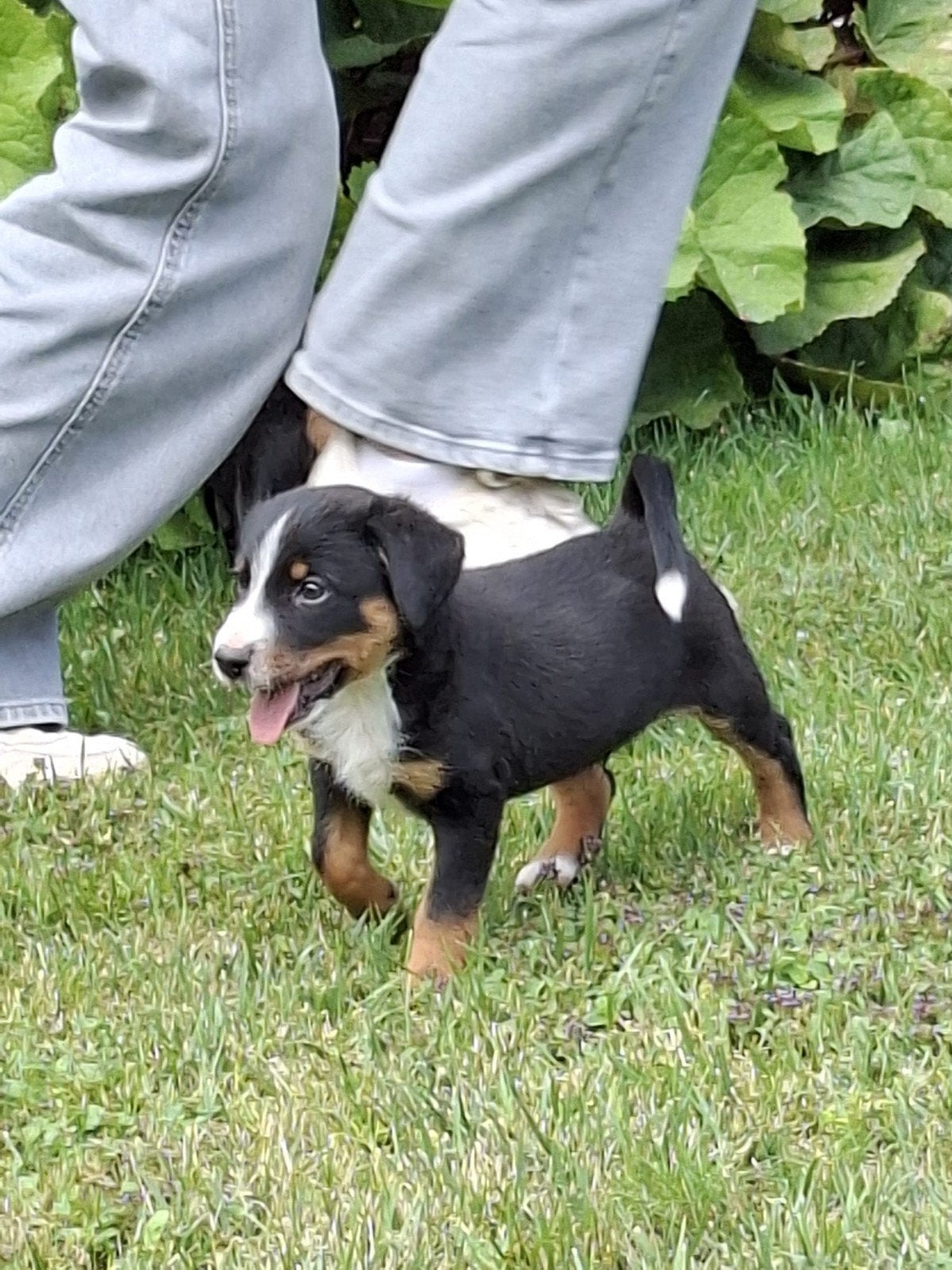 Appenzeller pups, 8 tot 15 weken, Meerdere, Meerdere dieren, Nederland