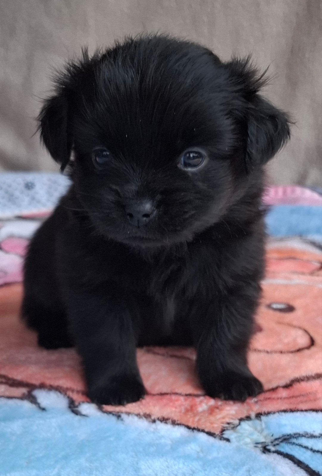 prachtige unieke Shiranian (F1) pups (Shih Tzu x Pomeriaan), Overige rassen, 8 tot 15 weken, Meerdere, Meerdere dieren