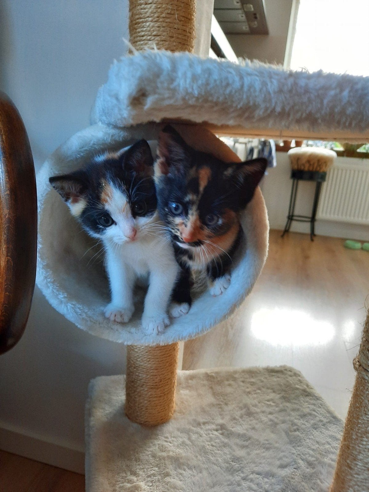 Kittens  op zoek naar liefdevol  huis, 0 tot 2 jaar