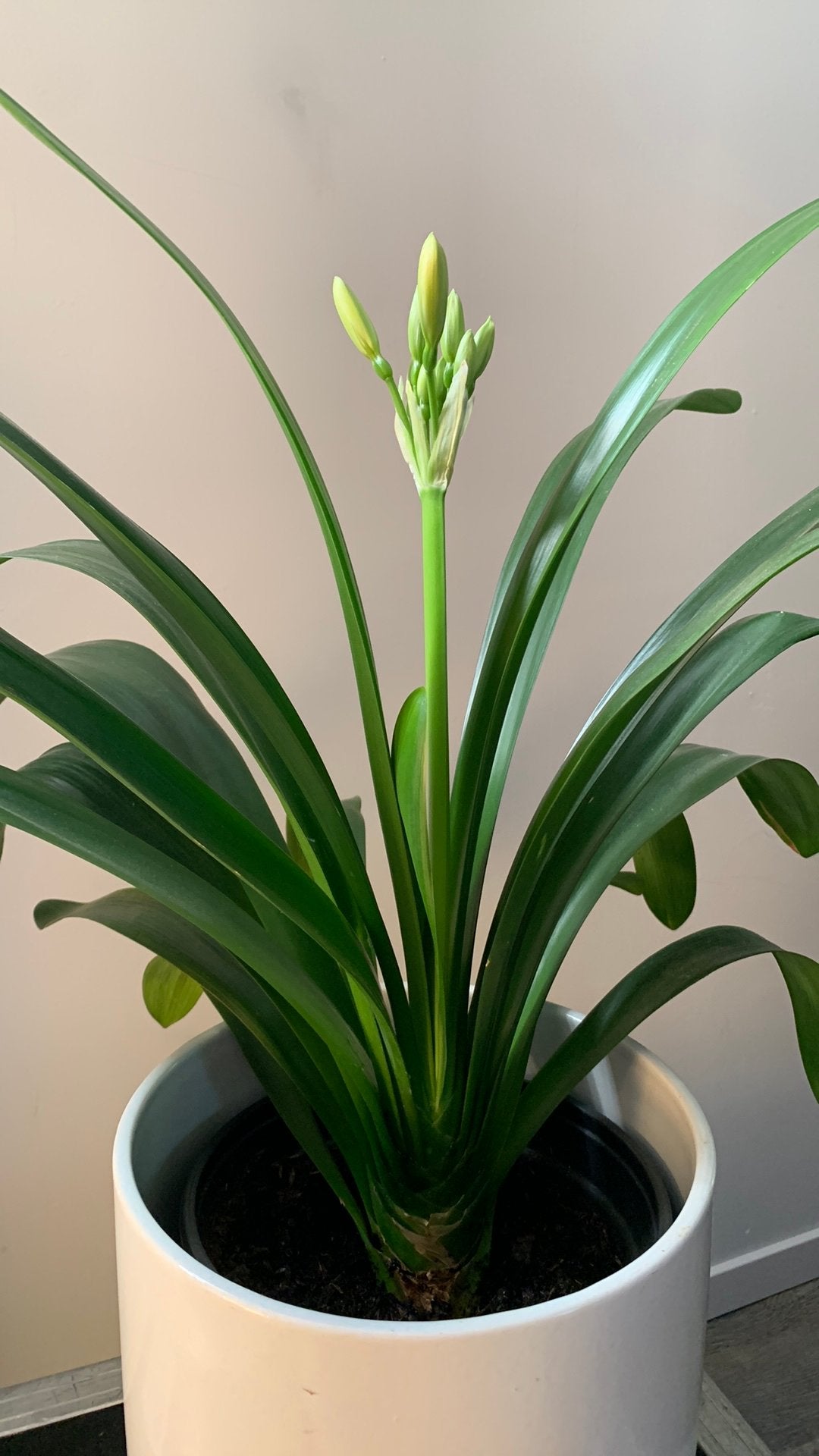 Clivia met bloemknop, Ophalen, Halfschaduw, Minder dan 100 cm