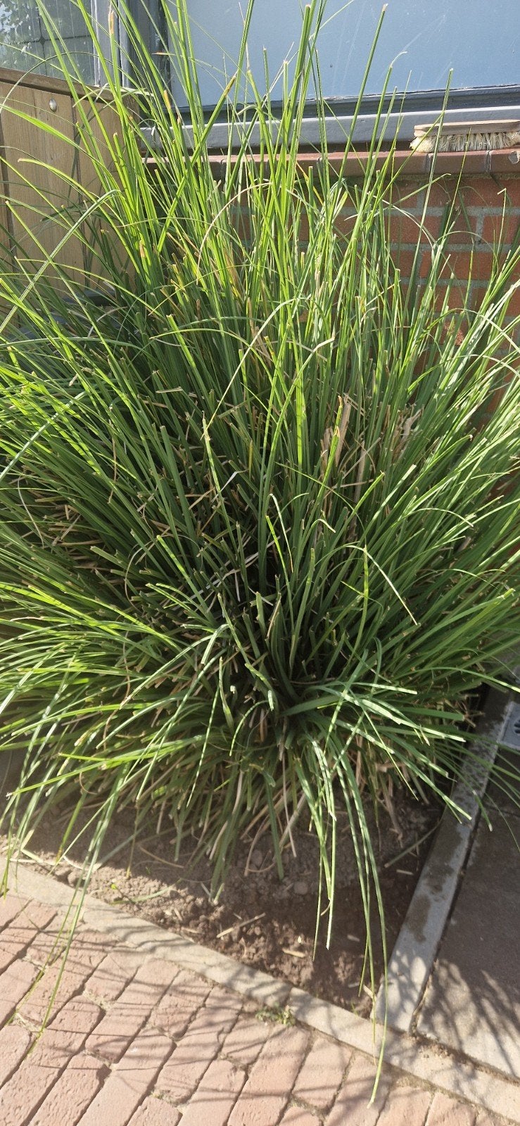 1x Cortaderia selloana ‘Pumila’ - Compact Pampasgras, Tuin en Terras, Ophalen, Volle zon, Vaste plant, Siergrassen