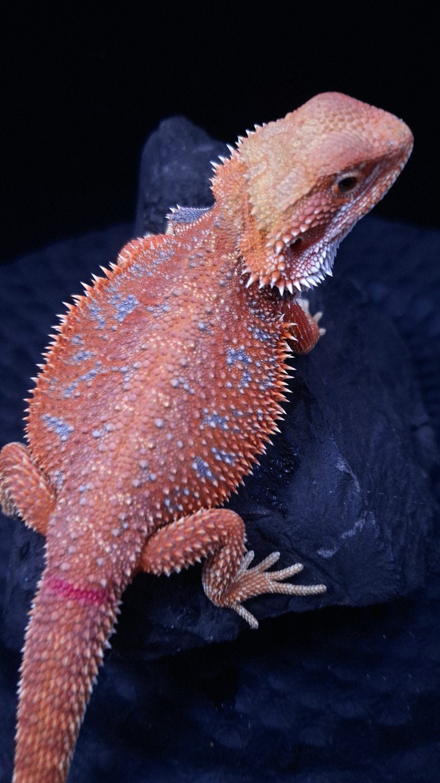 Baardagaam Vrouwen Red Hypo Blue Bar

Red Hypo
Re Bearded Dragon photo 5