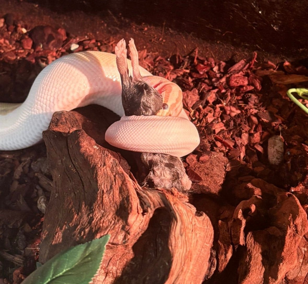 koningspython+terrarium Ball Python photo 5