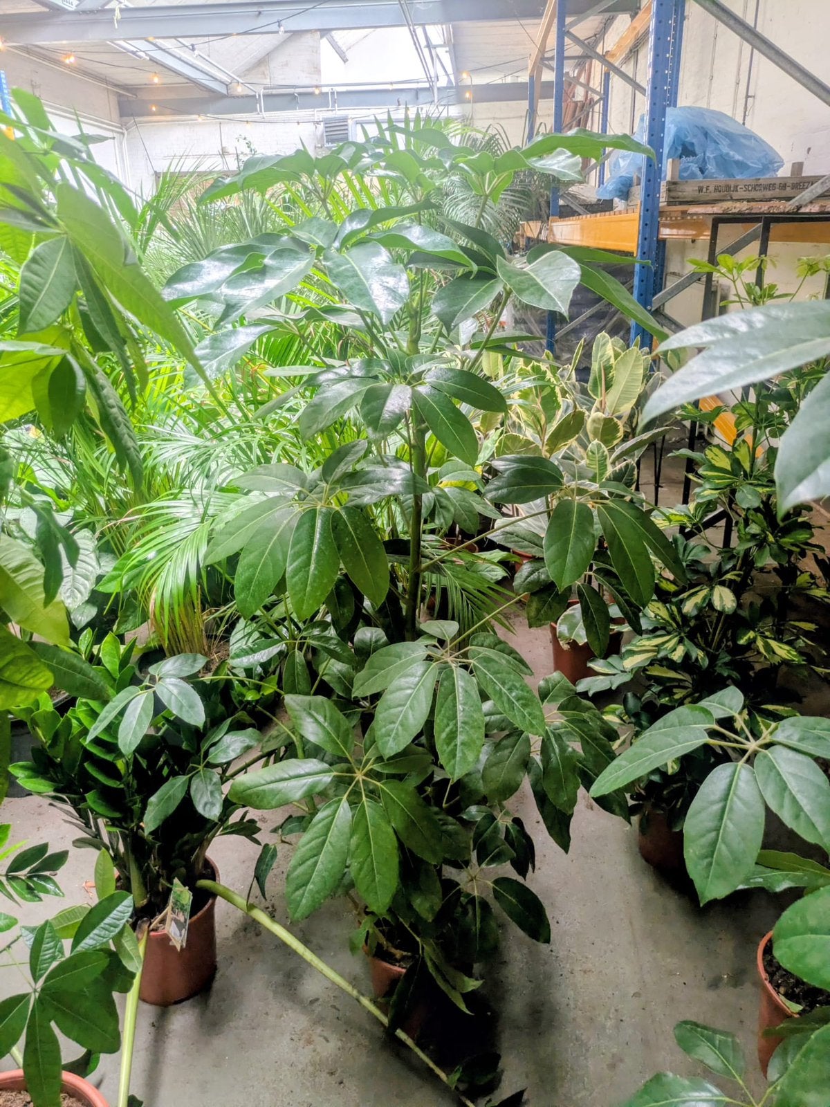 Schefflera Amate 180 cm, 100 tot 250 cm, Olijfboom, Zomer, Ophalen
