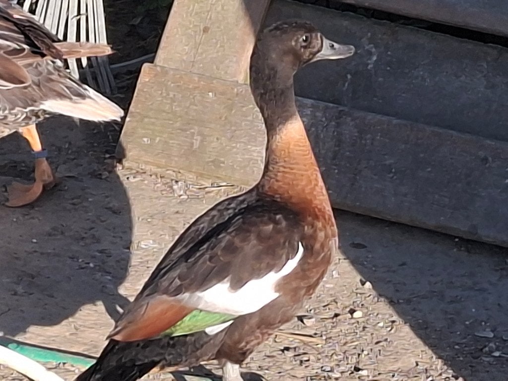 Australische cascaras, Dieren en Toebehoren, Vrouwelijk, Eend