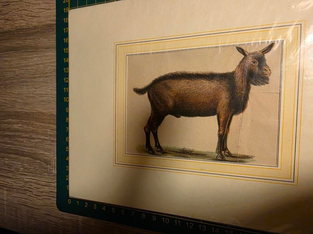 Steendruk geit, Antiek en Kunst, Ophalen of Verzenden