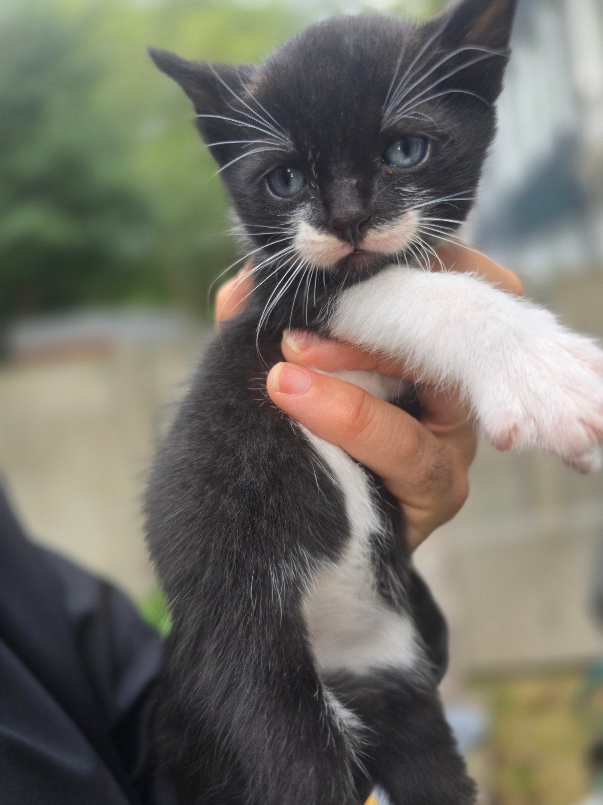 5 kittens te koop, Dieren en Toebehoren, Meerdere dieren, 0 tot 2 jaar