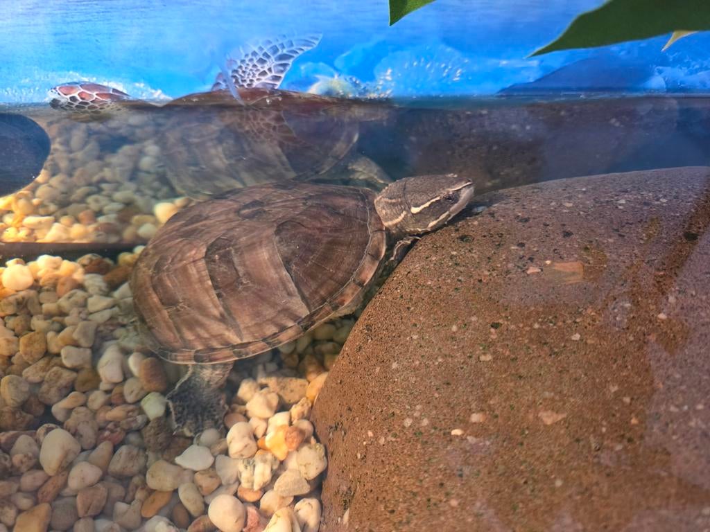 Muskusschildpad vrouw 1 jaar oud, Dieren en Toebehoren, Schildpad, 0 tot 2 jaar