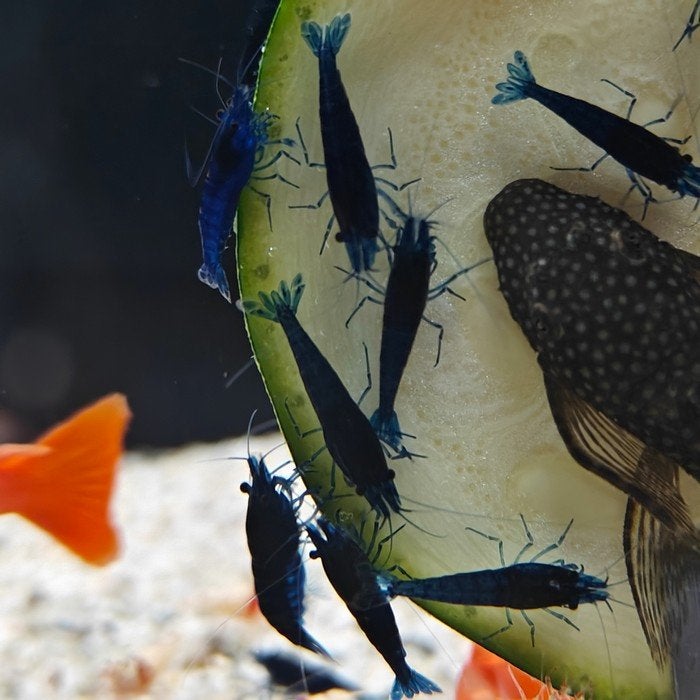 Neocaridina heteropoda, Vis