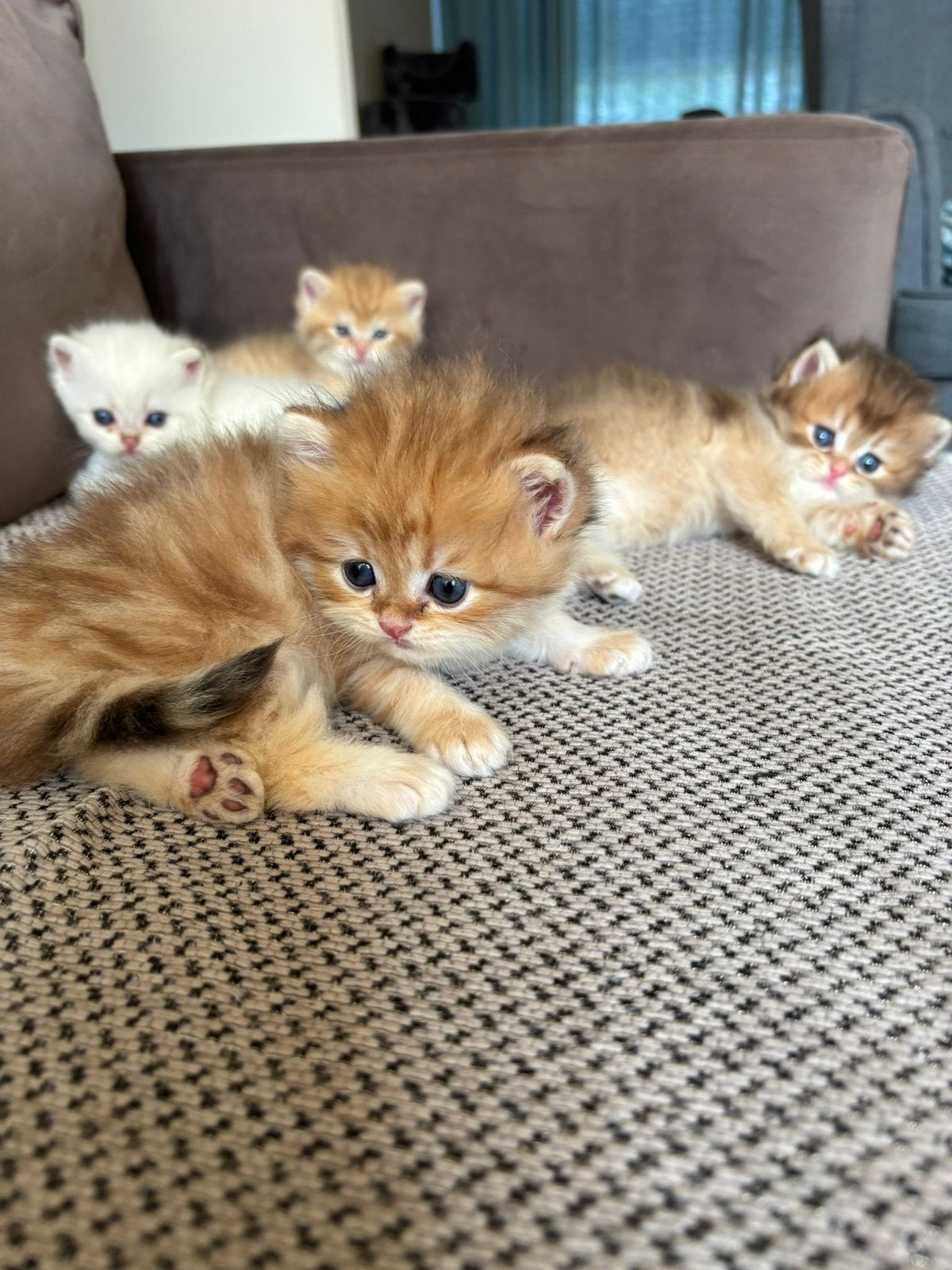 Britse Korthaar kittens Black Golden & Silver Shaded, Meerdere dieren, Ontwormd
