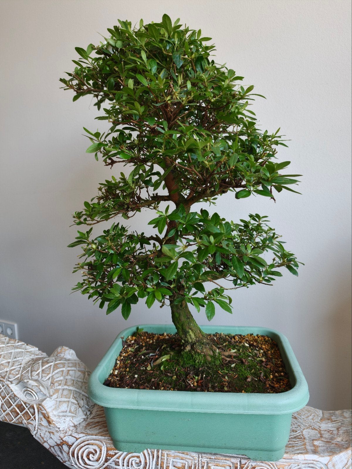 Satsuki Azalea Yumeji bonsai 75cm, Ophalen, Bloeit niet, Halfschaduw, Overige soorten