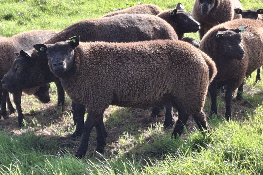 Jonge blauwe texelaar dekrammen 2026, Meerdere dieren, Schaap, 0 tot 2 jaar
