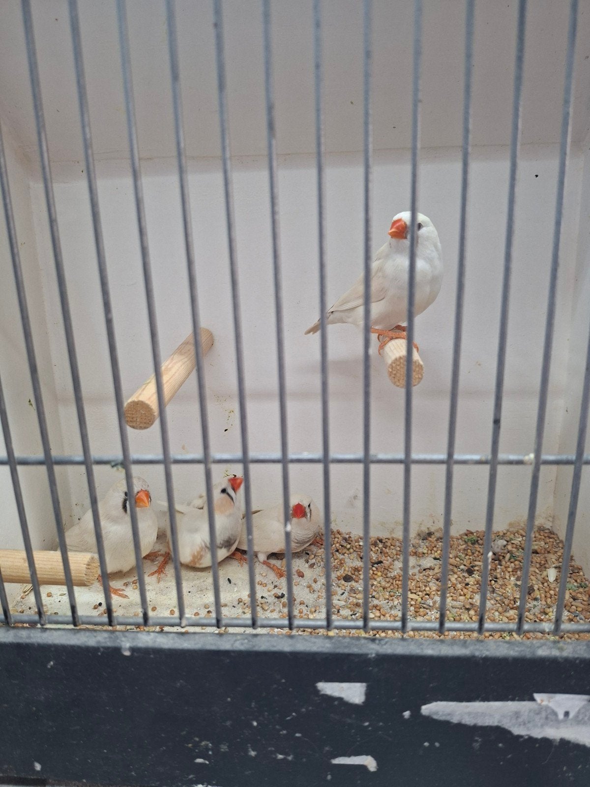 2 koppels kleinere zebravinken, Dieren en Toebehoren