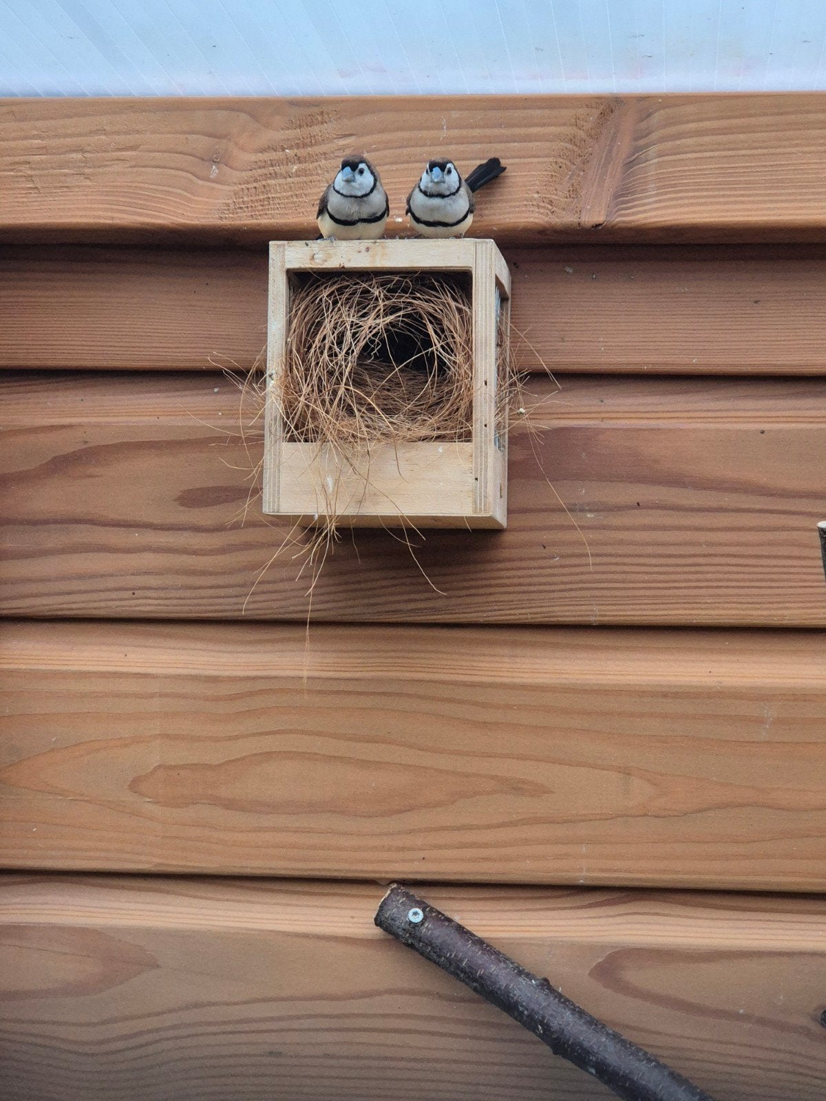 bichenow astrildes man 2026, Dieren en Toebehoren, Vogels | Overige Vogels, Mannelijk