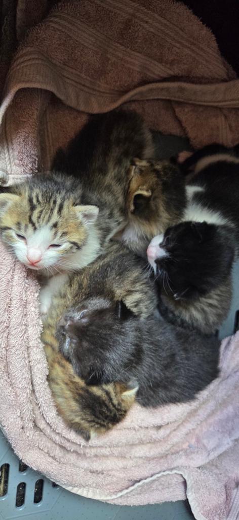 Nestje kittens, Dieren en Toebehoren, Katten en Kittens | Overige Katten, Meerdere dieren