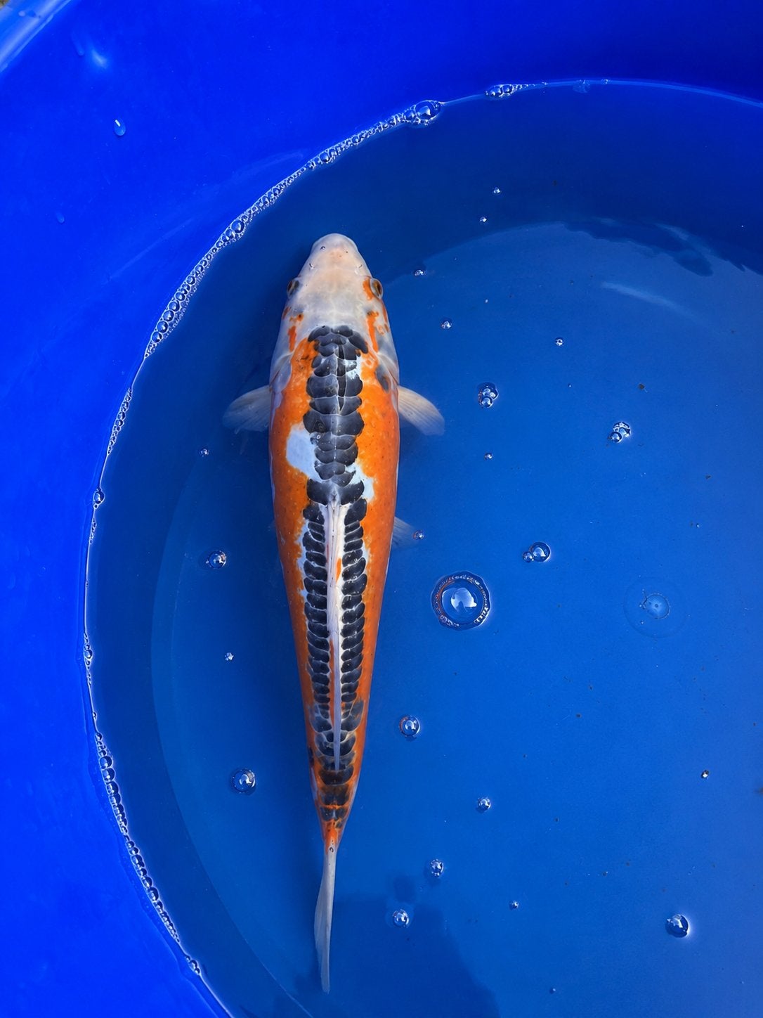 Japanse koi Marusaka Shusui Tosai – 31 cm, Dieren en Toebehoren, Karper of Koi